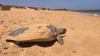 turtles in Hedland!