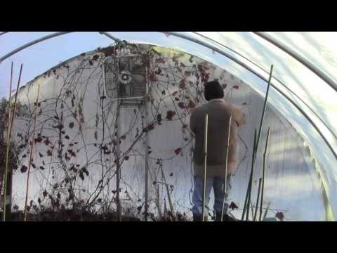 how to fertilize butternut squash