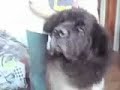 Newfy Massage Parlor