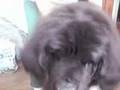 Newfy Massage Parlor