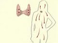 Endocrine System, Hormone Action