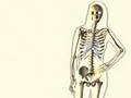 Endocrine System, Hormone Action