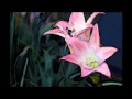 http://www.ksinternet.com/5vSR -Growth & Decay