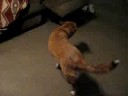 Foxy Walking