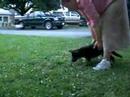 Puppy tracking