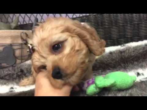 Teddy bear face, cockapoo puppy