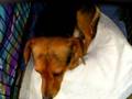 Slinky (Dachshund/Beagle/Hound) 1 1/2 yr. old Female Dog!