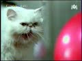 Katze mit Mundgeruch *lol*