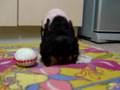 アメコカ45日目 やんちゃでちよ~