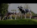 Deleted scenes from Pekela in een notendop