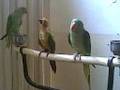 Talking Parrot Indian Ringneck, Alexandrine,& Sun Conure on the stand