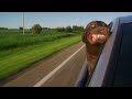 Dog with its head out of a moving car window