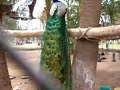 Beautiful Peacock