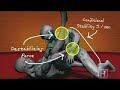 Human Weapon - Jiu-Jitsu - Triangle Choke