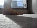 Playful Goddess feet III, or Goddess's ballerina feet