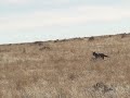 Coyote Hunt