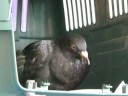 PMV Pigeon Jimmy-Z
