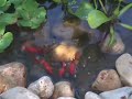 Backyard Fish Pond, Israel