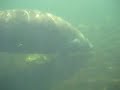 Swimming with Manatees