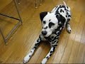 dalmatian