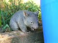 We found this orphaned little baby wombat girl on the farm. Unfortunately, we couldn't offer her a care that she deserved, sothe next day we took the little treasure to the Featherdale Wildlife Park. Actually, it was a very first time I held a wombat in my hands, and trust me, I couldn't believe how quickly can one bond with, what is essentially a wild animal. Forget about cats, dogs, birds, forget even about koalas - this tiny bundle of fur must be the most georgeous, cutest, sweetest animal alive. I hope she will grow big, strong and healthy, so if you are around Featherdale Park, say hello to little Bella - the wombat girl with a black dot inside her left ear