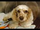 Animal Emergency Hospital of Bel Air, Maryland