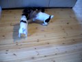 Tenacious Dogs! Holly and Gromit