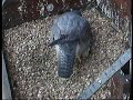2008 Derby Peregrine Falcon (5) - Courtship & Nest Scraping 2008 Derby Peregrine Falcon (5) - Courtship & Nest Scraping