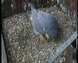 2008 Derby Peregrine Falcon (5) - Courtship & Nest Scraping