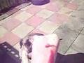 Boerboel video