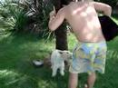Briga de cachorros: FOX TERRIER X SCOTCH no colo do papai