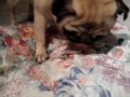 Pugs can eat chicken bone (part 2 of 2)