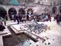 KAZANCI BED�H YE��L KURBA�ALAR
