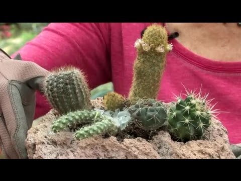 how to replant small cactus