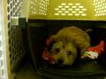Happy_K9 -- No Vacancy, This Kenel Is Only For One Canine