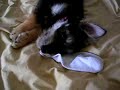 Monty On New Bed Sheets