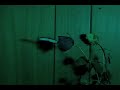 The Smoking Rose - experimental time-lapse video with music