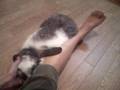 足フェチぴのん（うさぎ）③　～ The ぴのん（rabbit） is foot Feti.＃３