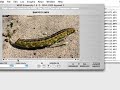 Capturing Sanyo XACTI HD1000 video on Mac Capturing Sanyo XACTI HD1000 video on Mac