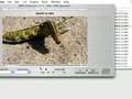 Capturing Sanyo XACTI HD1000 video on Mac