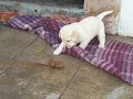 Belleza de animal, la ninushka y sus carrorros 3