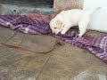 Belleza de animal, la ninushka y sus carrorros 3