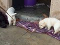 Belleza de animal, la ninushka y sus carrorros 3