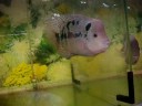 Flowerhorn USA - Singapore Farm Trip Video 2 Flowerhorn USA - Singapore Farm Trip Video 2