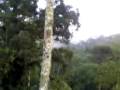 sitio andorinhas -amanhecer em andorinhas ,na serra.3gp
