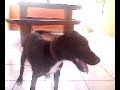 MEU LABRADOR - BENJI