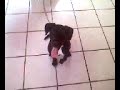 MEU LABRADOR - BENJI
