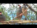 Wild Bird ~Cool Funny Java finch Wild Birds !