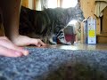 Chat au sortir d\