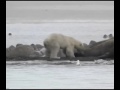 Walrus vs Polar Bear vs Bear